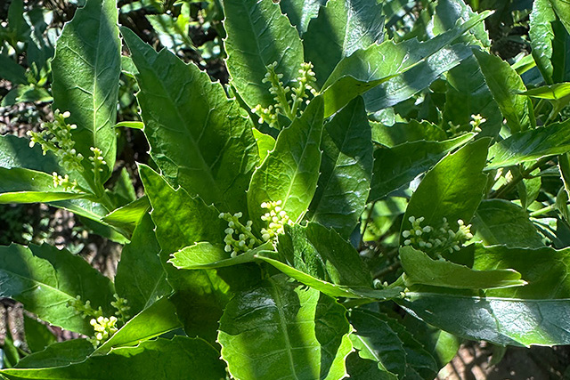 千両の赤実の花